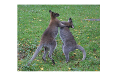 Transform Conflict into Collaboration